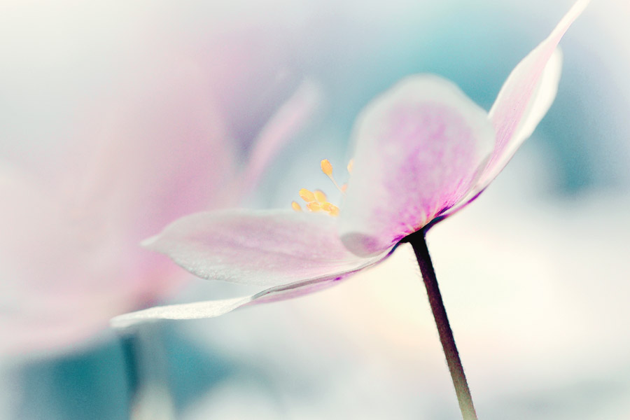 iStock-957805552-Anemone-900x600 Biopsie
